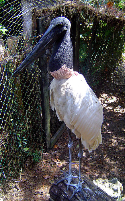 Belize Zoo, a Jabiru Stork (Jabiru mycteria)